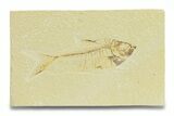 Bargain, Fossil Fish (Diplomystus) - Wyoming #289899-1